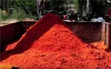 فروش تفاله گوجه خشک و تر عمده