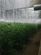 گلخانه 14000 متر