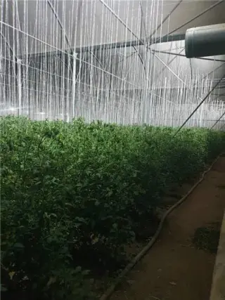 گلخانه 14000 متر