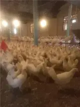 فروش پولت (مرغ تخم گذار)