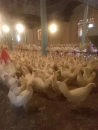 فروش پولت (مرغ تخم گذار)
