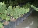 نهالستان خاک برتر نهال انگور گلدانی کیوهو