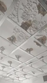 خدمات بازسازی ساختمان کیامرثی