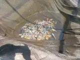 آکواریم نایجر