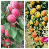 فروش عمده و خرده نهال سهند نهال یک مهندس محمدوش در میاندوآب