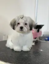 اصلاح و شستشو حیوانات خانگی پاکدشت
