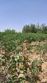 مشاور کشاورزی