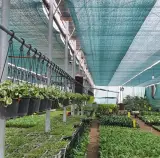نصب و اجرا گلخانه صنعتی و مدرن حسینی در رشت