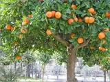 نهالستان و گلخانه برادران روحی در همت آباد ساری