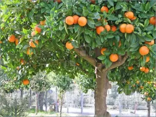 نهالستان و گلخانه برادران روحی در همت آباد ساری