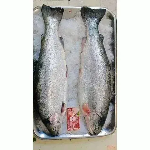 پروتئین رها