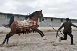 باشگاه سوارکاری هوراز در کرمانشاه