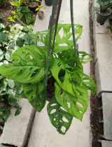 گلسرای ستایش