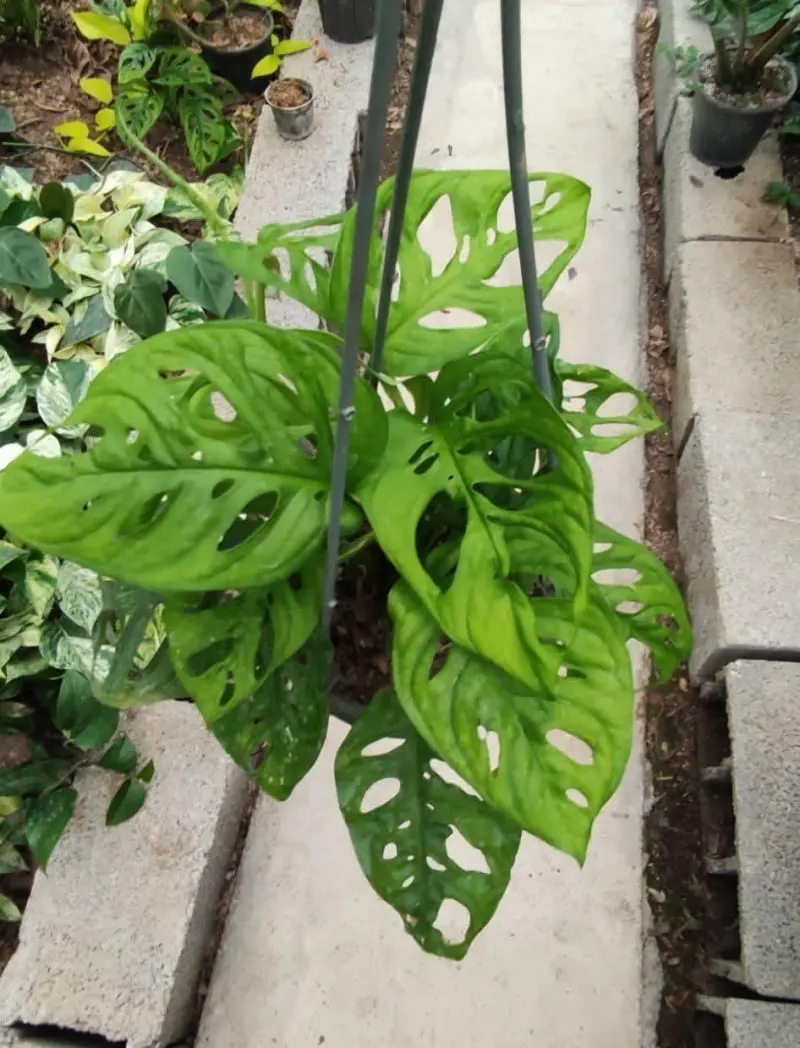 گلسرای ستایش