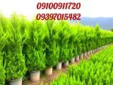 درخت فروشی افرا