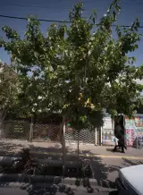 املاک شاندیز