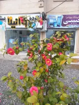 یخچال فروشی حبیبی