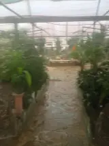 گل فروشی ارغوان