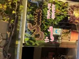 املاک علی
