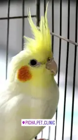 کلینیک تخصصی پرندگان پیچا