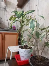 املاک ساحل