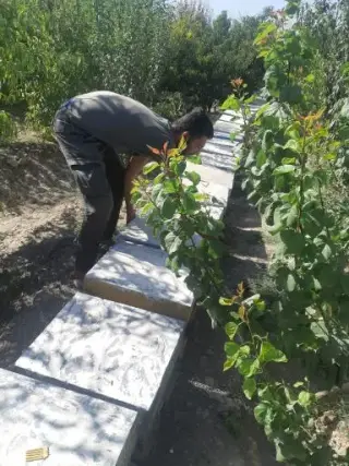 پرورش زنبور عسل دهدشت