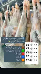 هایپر بوقلمون پرگاس