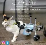 موسسه امداد حیوانات مهربان