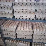 پخش تخم مرغ خوراکی ونطفه دار