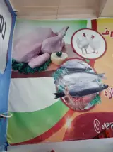 مرغ فروشی سجاد مددی