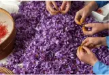 خرید زعفران آدلی بدون واسطه