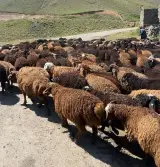 مجموعه عرضه دام و مرغ خروس دشتی