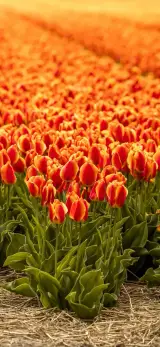 خدمات بیمه‌ای