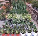مجموعه گل و گیاه و گلدان سرای اورنگ در آستارا