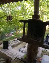 اجاره ویلا جنگلی میرزایی در ماسال