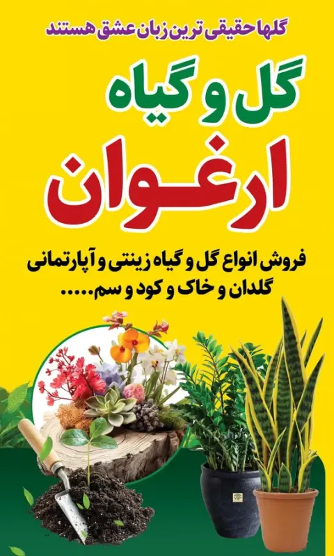 گل و گیاه آپارتمانی پیری
