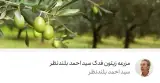 مزرعه زیتون فدک