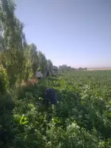پیمانکار و سرکارگر امور کشاورزی مهندس سنجابی در کرمانشاه