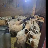 فروش گوسفند زنده تهران