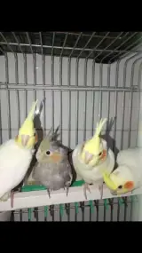 شهر پلاسکو
