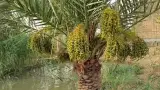 مشاوره کشاورزی