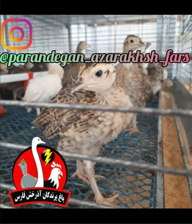 دفتر فروش باغ پرندگان آذرخش فارس