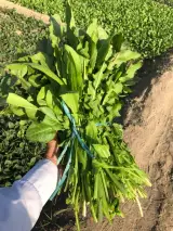 پخش برگ تازه کاسنی و خرفه