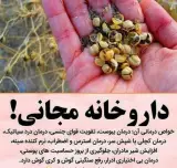 درمان دیابت کاملا گیاهی بدون عوارض