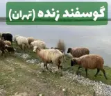 گوسفند زنده شبانه روزی خادمی