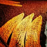 نانوایی سنگک