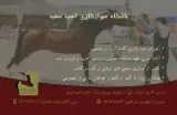 باشگاه سوارکاری اسب سفید
