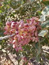 فروشگاه محصولات کشاورزی کروا