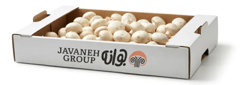 کارتن سازی شمس