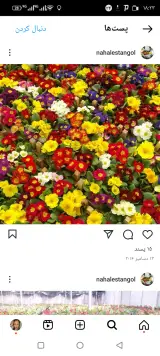 نهالستان گل
